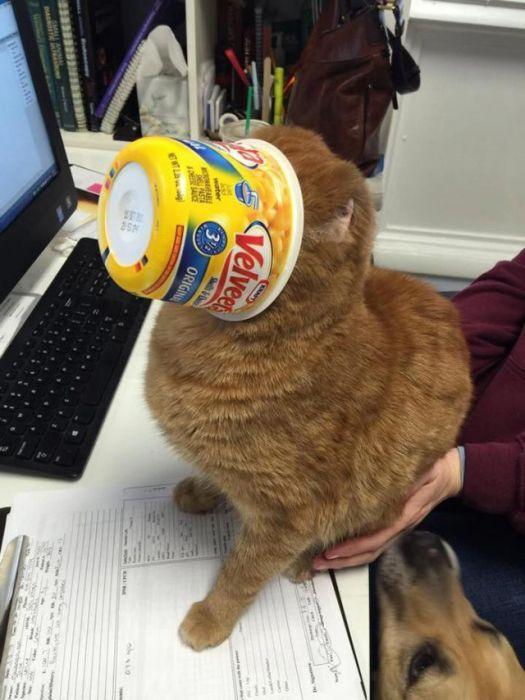 ���������