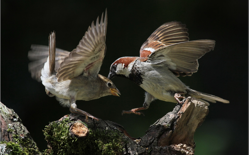 ���������